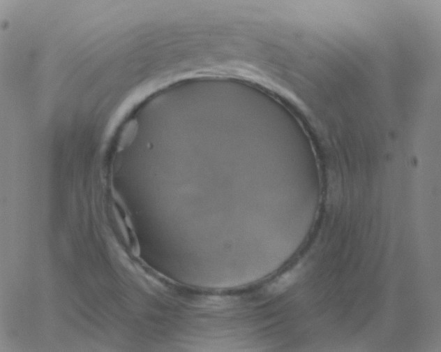 X0000061751506200512231512