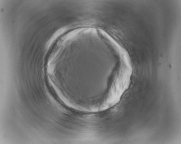 X0000061750054200512302248