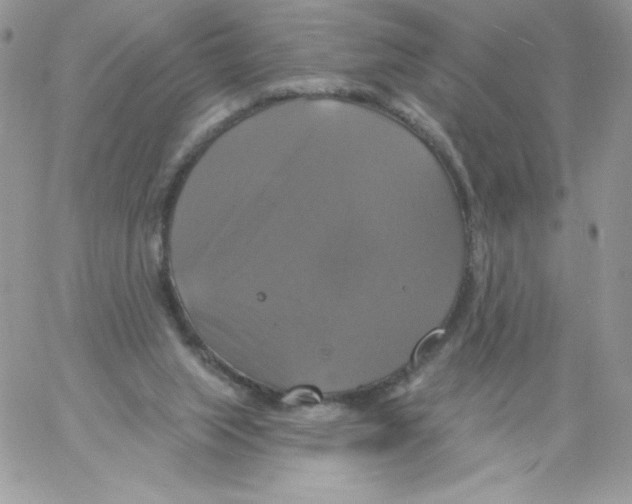 X0000061750063200512302248