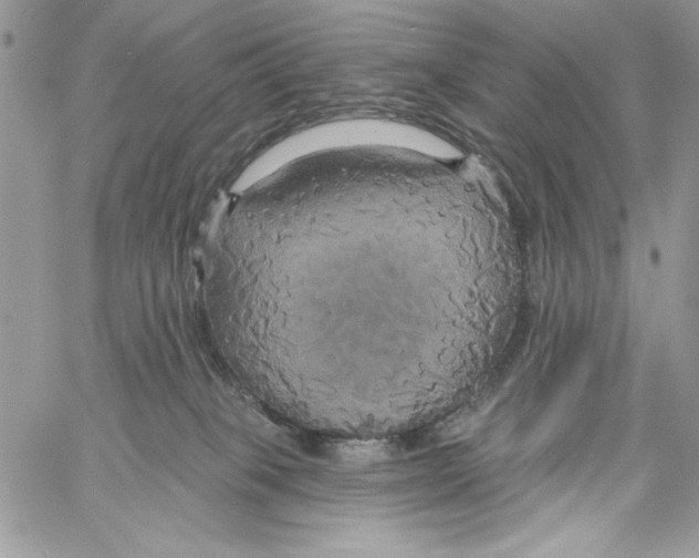 X0000061750085200512302249