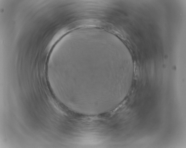 X0000061750099200512302248