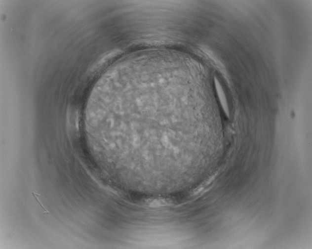 X0000061750115200512302248