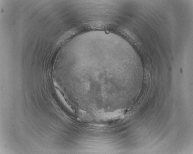 X0000061750117200512302248