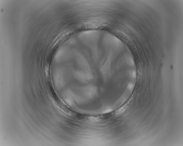 X0000061750166200512302247