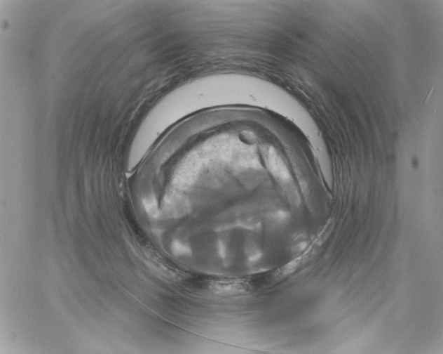 X0000061750175200512302247