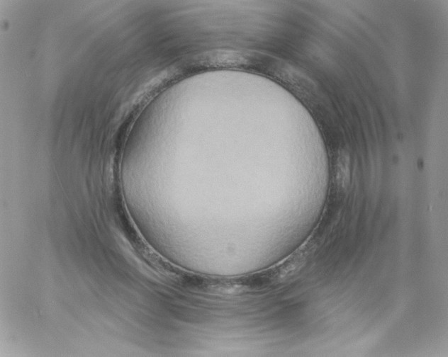 X0000061750206200512302246