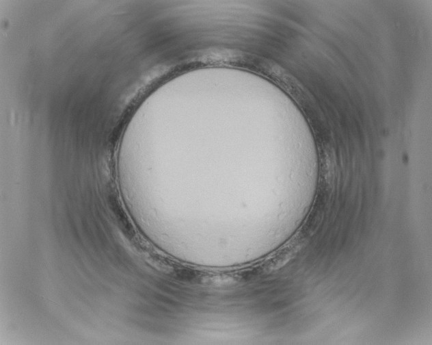 X0000061750208200512302246