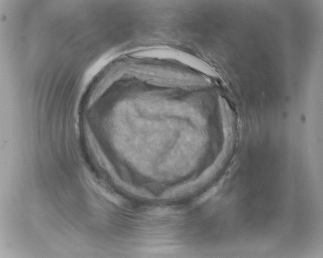 X0000061750246200512302245