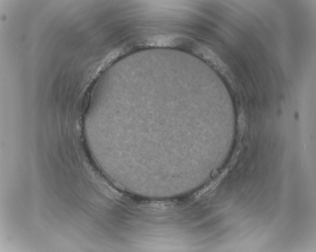 X0000061750305200512302244