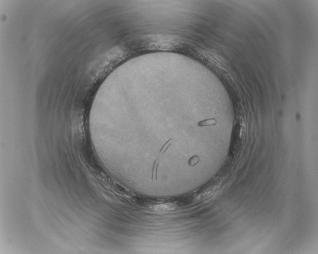 X0000061750312200512302244