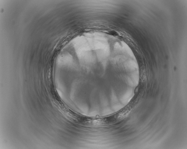 X0000061750365200512302244