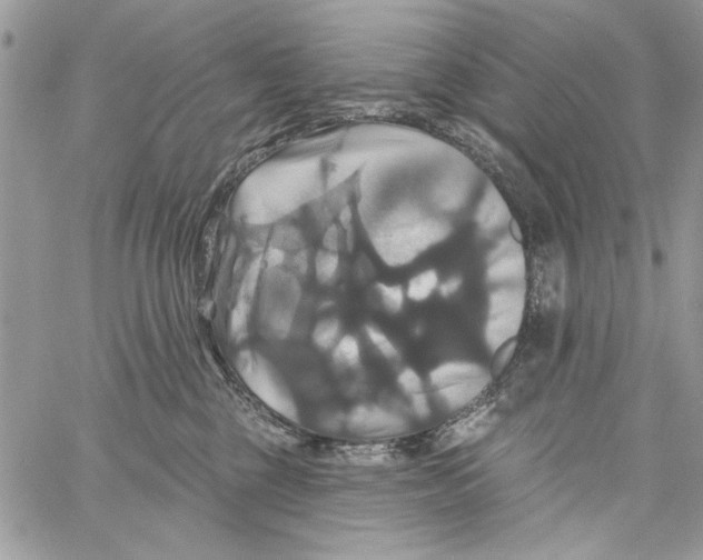 X0000061750377200512302244