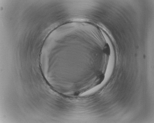 X0000061750385200512302243