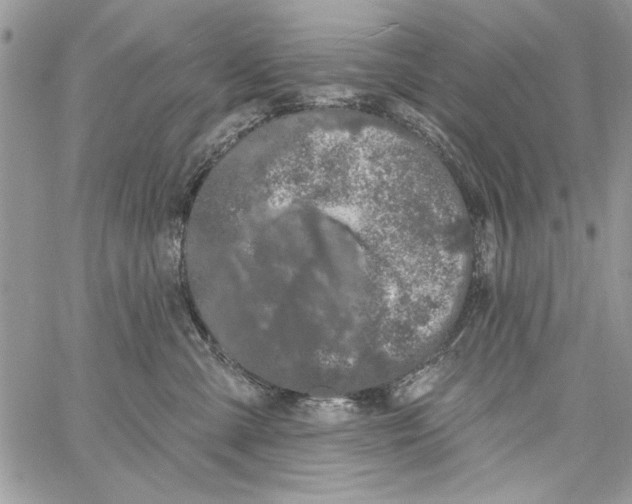 X0000061750427200512302242