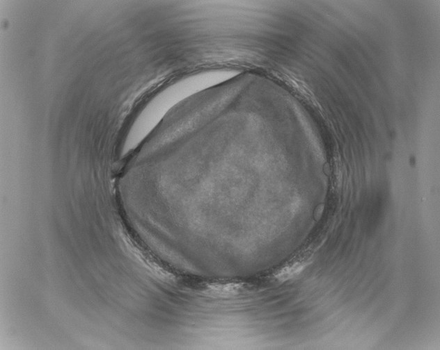 X0000061750450200512302242