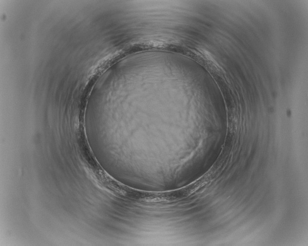 X0000061750500200512302241