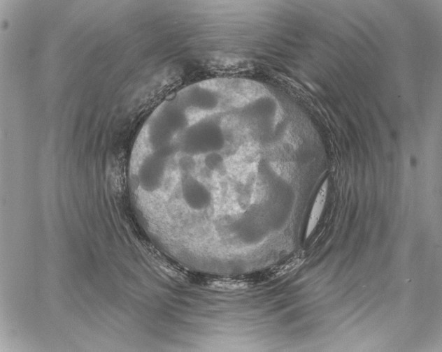 X0000061750515200512302241