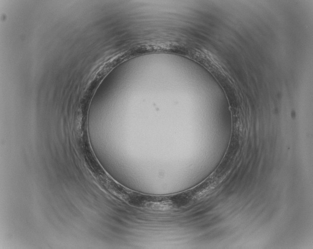 X0000061750548200512302240