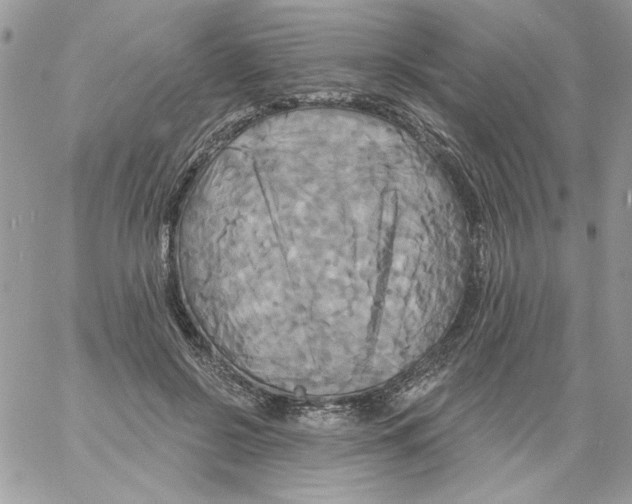 X0000061750550200512302240