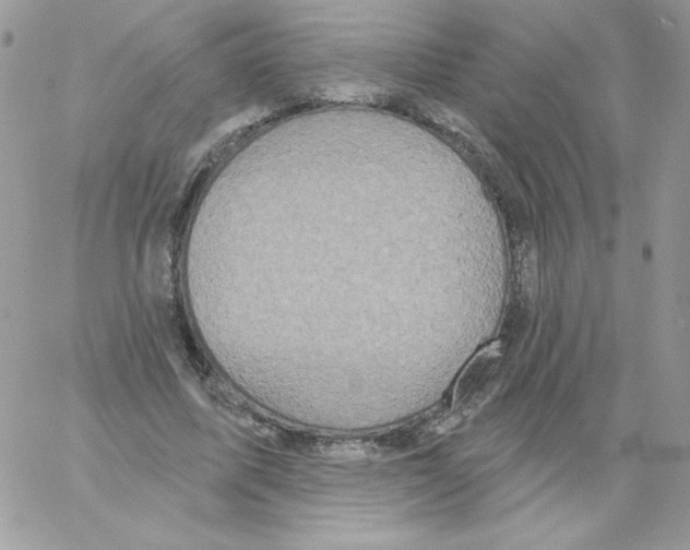 X0000061750587200512302240