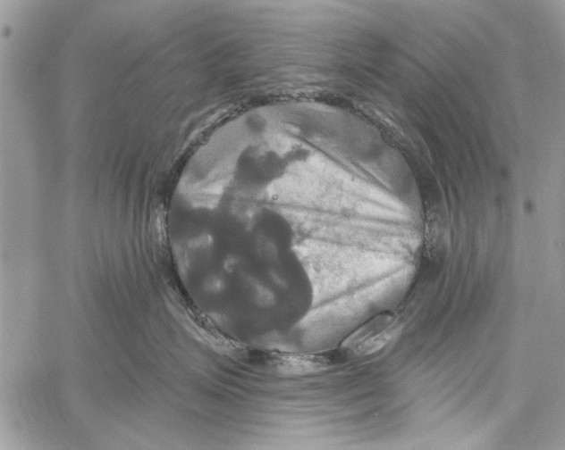 X0000061750623200512302239