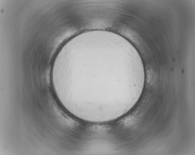 X0000061750632200512302238