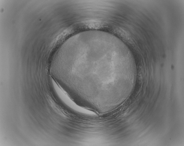 X0000061750639200512302238