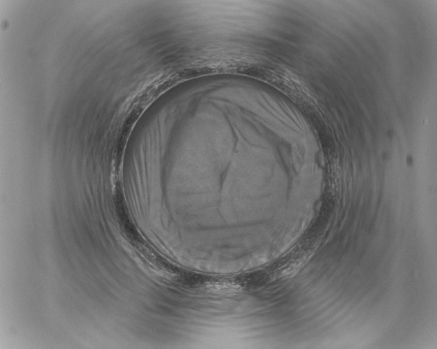 X0000061750644200512302239