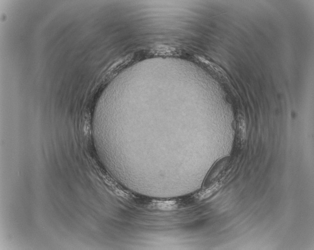 X0000061750665200512302239