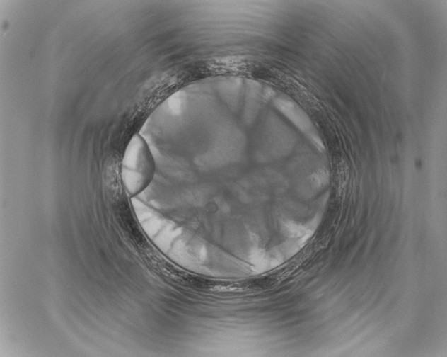 X0000061750699200512302238