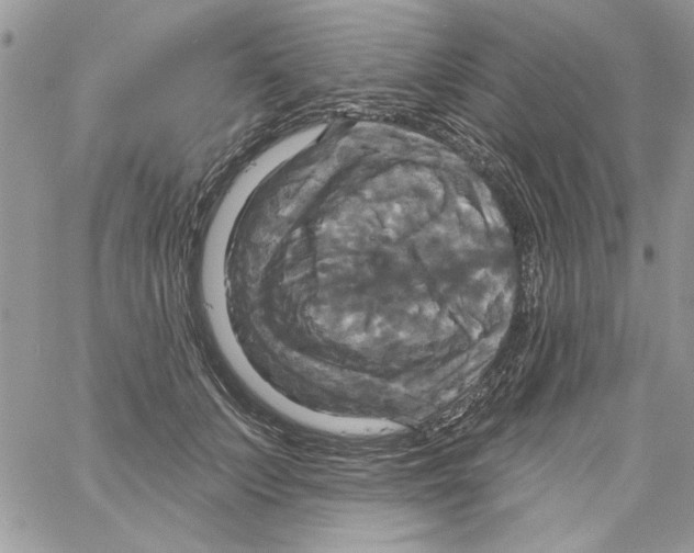 X0000061750703200512302238