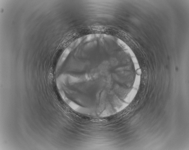 X0000061750707200512302238