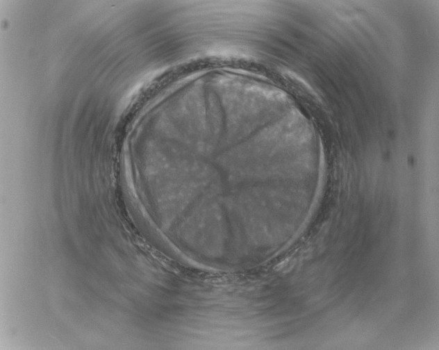 X0000061750776200512302236