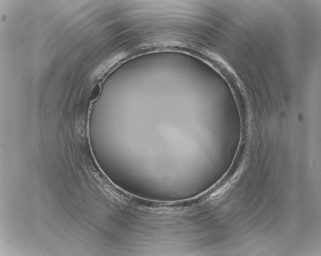 X0000061750785200512302236