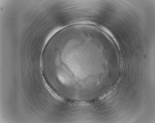 X0000061750811200512302236