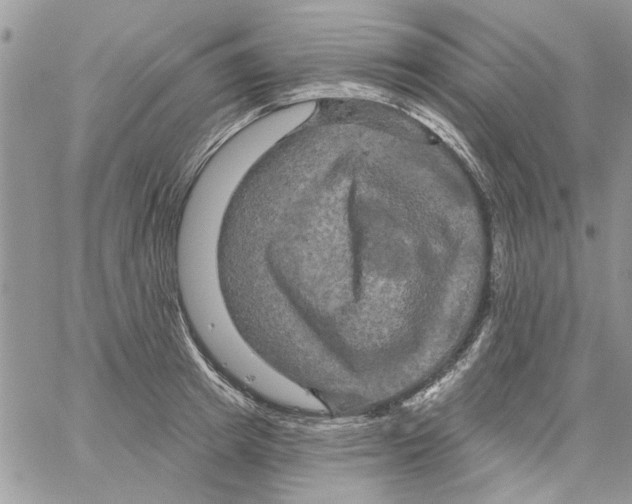 X0000061750849200512302236