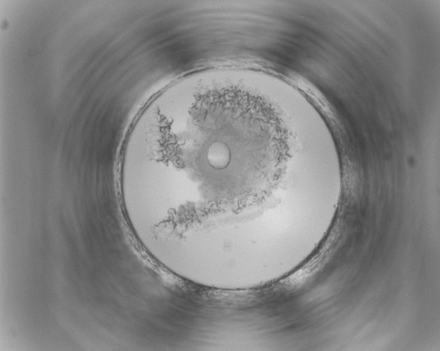 X0000061750856200512302236