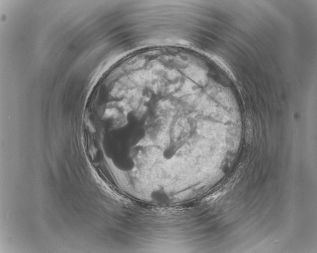 X0000061750895200512302234