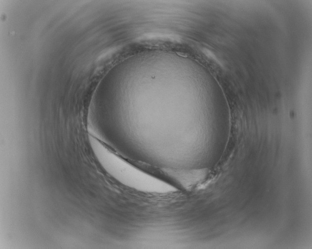 X0000061750965200512302233