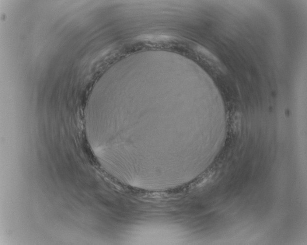 X0000061750966200512302233