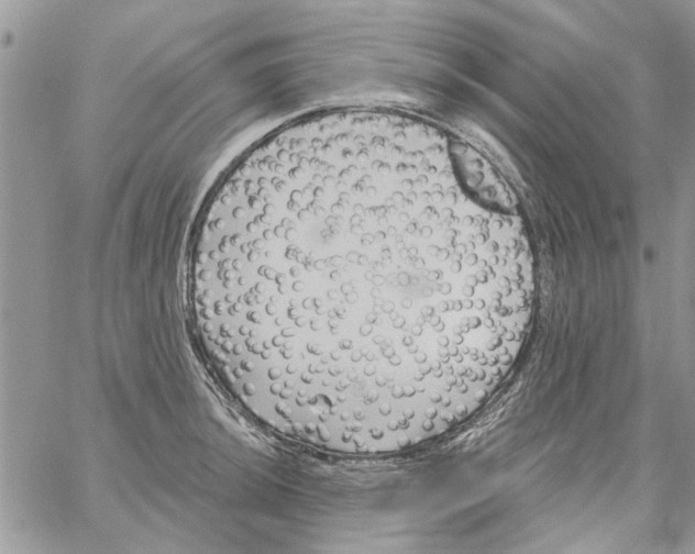 X0000061751044200512302232