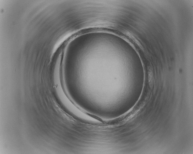 X0000061751069200512302231