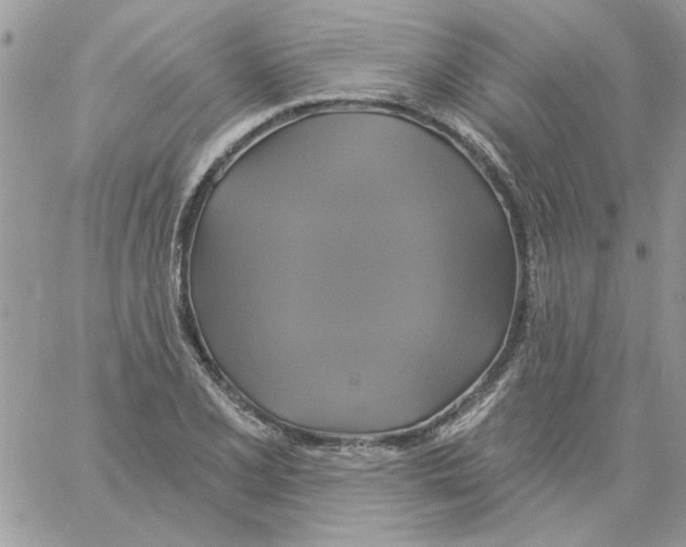 X0000061751077200512302231