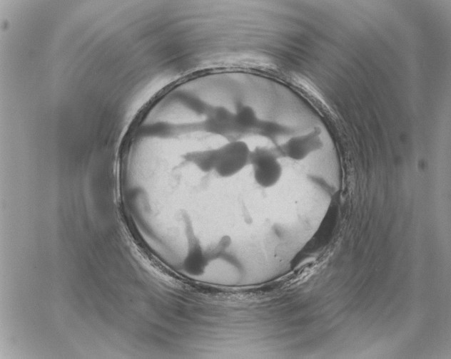 X0000061751079200512302231