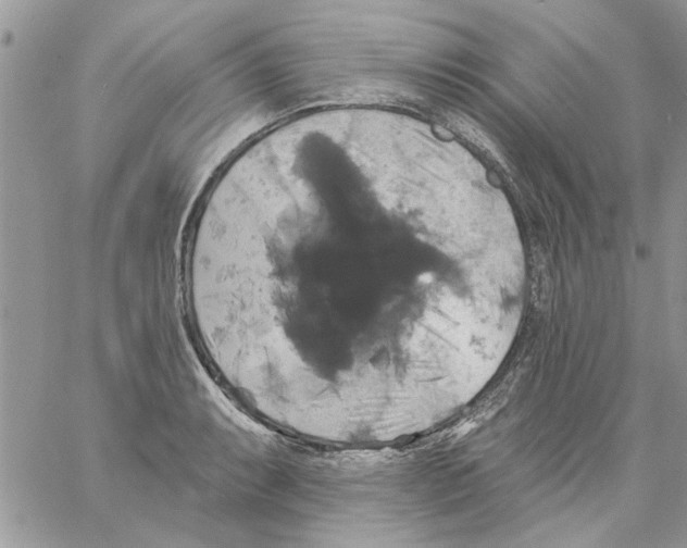 X0000061751087200512302231