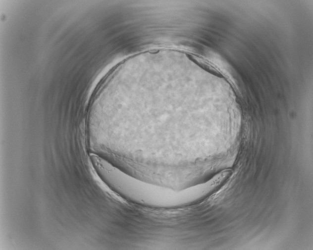 X0000061751100200512302231