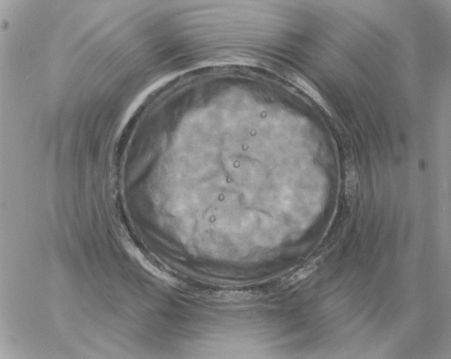 X0000061751116200512302230