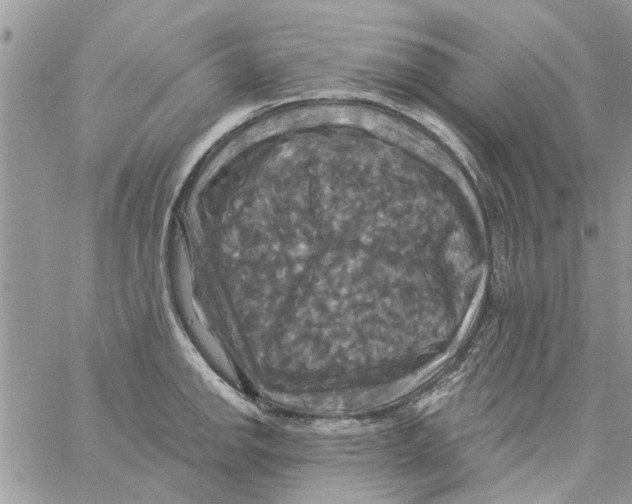 X0000061751142200512302231