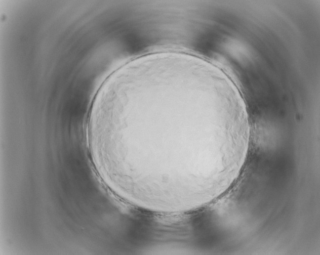 X0000061751150200512302231