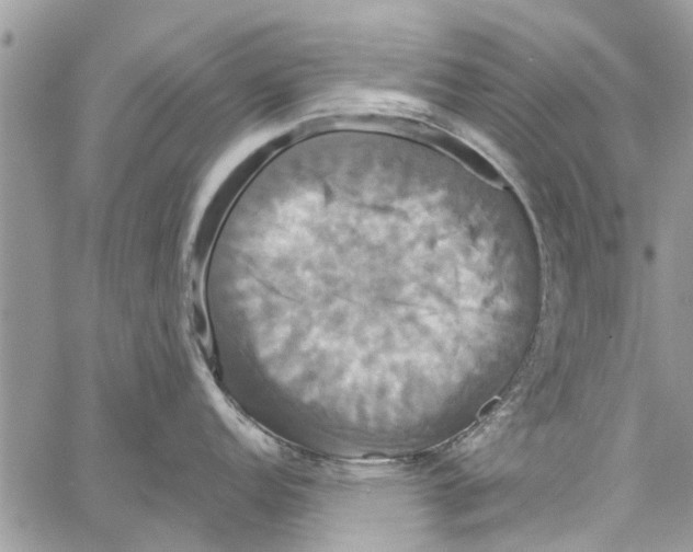 X0000061751152200512302231